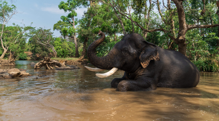 Dubare Elephant